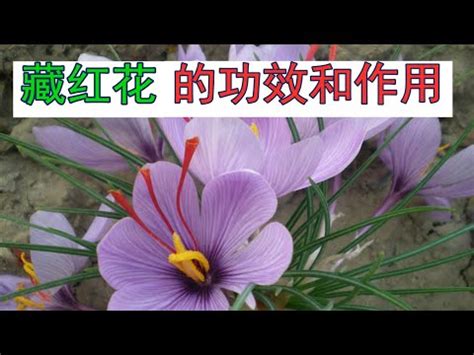 番紅花禁忌|番紅花的5個副作用與功效，孕婦必讀的番紅花禁忌！